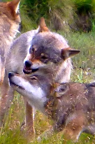 ulver